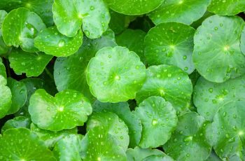 Skincare Benefits of Centella Asiatica