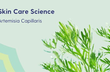 What is Artemisia Capillaris used for in Skin Care?